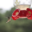 Ruby-Throated Hummingbird