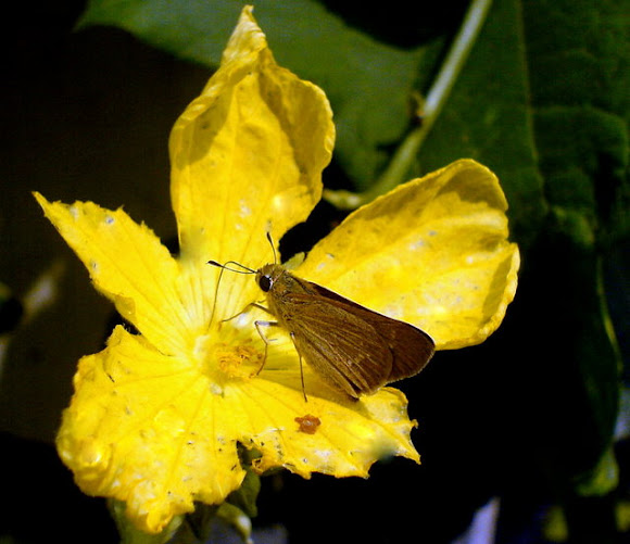 Spotting Image 1