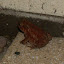 Frog & Toad