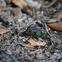 Rainbow Scarab Beetle AKA Dung Beetle