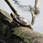 Western Painted Turtle