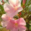 Unknown spotting