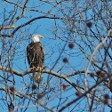 Bald Eagles (nesting pair)