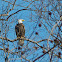 Bald Eagles (nesting pair)