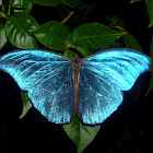 Blue Morpho butterfly