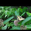 Eastern Tiger Swallowtail