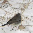 Dark-eyed Junco