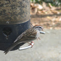 Chipping Sparrow