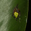 arrowhead orbweaver