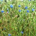 Wild Asters
