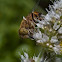 Eristalinus taeniops