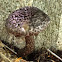 Old man of the woods
