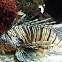 The red lionfish