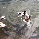 Mallard ducks