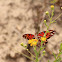 Gulf fritillary