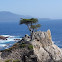 The Lone Cypress