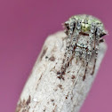 Orb weaver