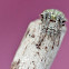 Orb weaver