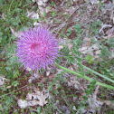 Pasture Thistle
