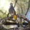 Gray Silky-Flycatcher