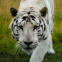 Bengal Tiger