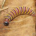 Skipper caterpillar
