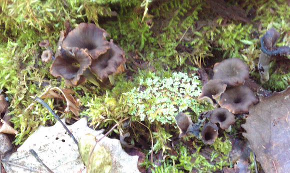 Spotting Image 1