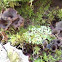 Deceptive Craterellus