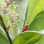 Assassin Nymph?