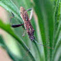 Leaf-footed Bug