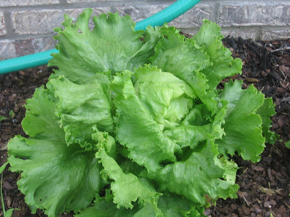 Lettuce from our garden