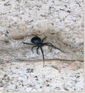 Black Widow