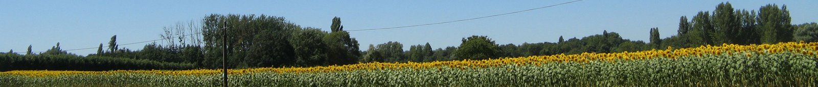 [Sunflower2[6].jpg]