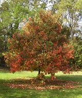 More Autumn