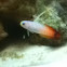 Firefox goby