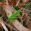 Green Bush Katydid