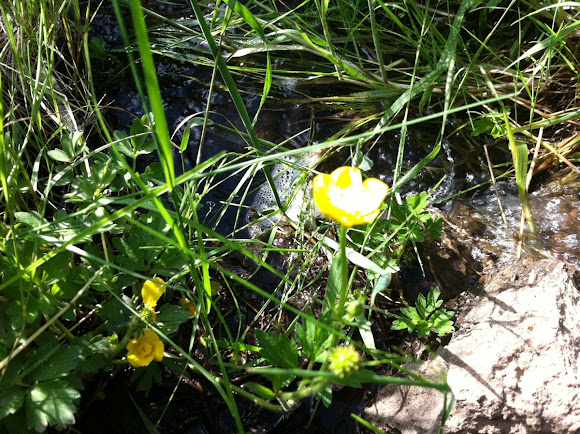 Spotting Image 1