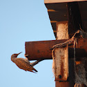 Northern Flicker