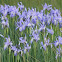 Rocky Mountain Iris