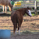 Mr. Ed!