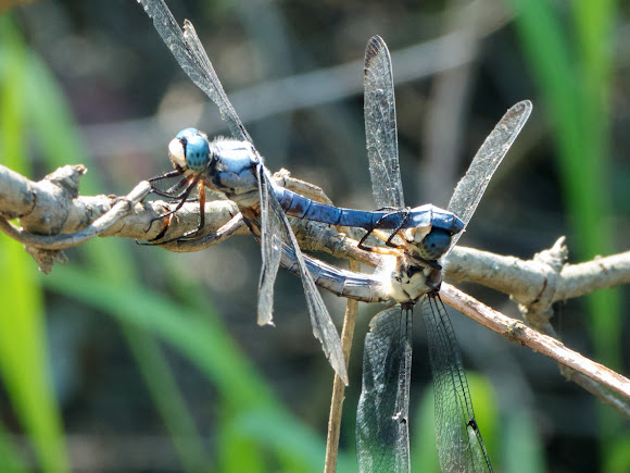 Spotting Image 1