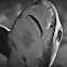 Leopard Shark