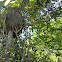 Termite Mound