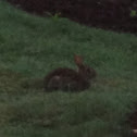 Rabbit
