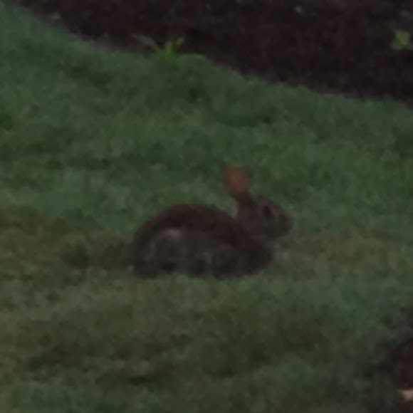 Spotting Image 1