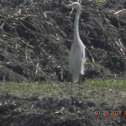 EGRET