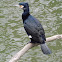 Cormorant