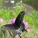 Black Swallowtail