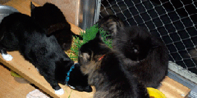 gatos e grama