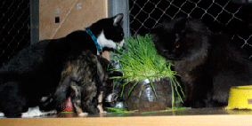 gatos e grama